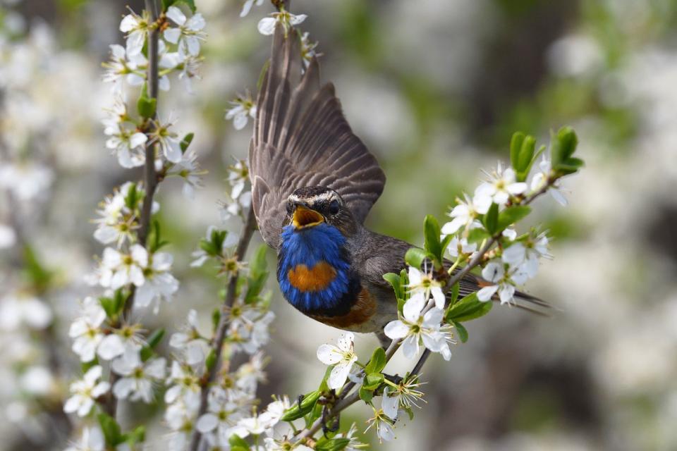 Bluethroat. (Oleksandr Nastachenko’s personal archive)