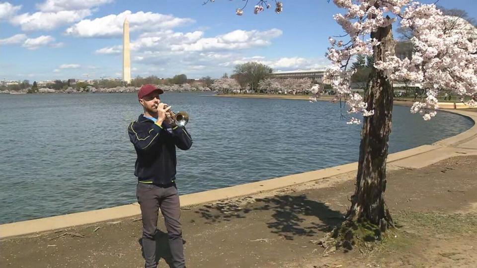 PHOTO: In this screen grab from a video, National Symphony Orchestra trumpeter Michael Harper plays a song next to the cherry tree nicknamed Stumpy, at the Tidal Basin in Washington, D.C., on March 20, 2024. (WJLA)