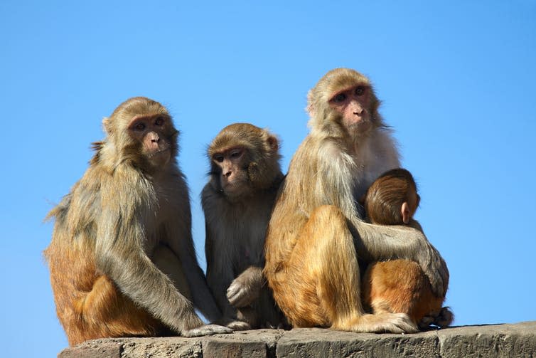 <span class="caption">Keep your friends close and your enemies closer.</span> <span class="attribution"><a class="link " href="https://www.shutterstock.com/image-photo/monkey-family-on-blue-sky-background-551178088" rel="nofollow noopener" target="_blank" data-ylk="slk:Shutterstock/Maksym Gorpenyuk;elm:context_link;itc:0;sec:content-canvas">Shutterstock/Maksym Gorpenyuk</a></span>