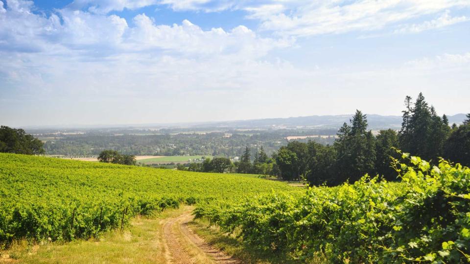 Vineyards in Willamette Valley, Oregon