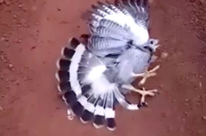 This hawk got a huge shock after he tried to down a snake for lunch. Photo: YouTube