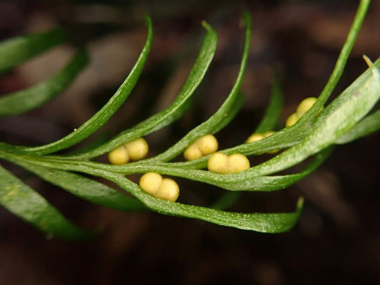 Une petite fougère ne poussant qu'en Nouvelle-Calédonie, la Tmesipteris oblanceolata, dans une photo fournie par l'institut botanique de Barcelone, le 30 mai 2024 (POL FERNANDEZ)