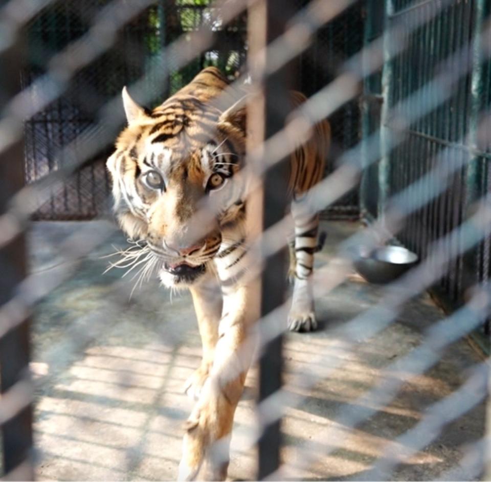 The organisation’s investigator visited 11 zoos across Thailand in March, exposing cruelty at every location (Lady Freethinker)