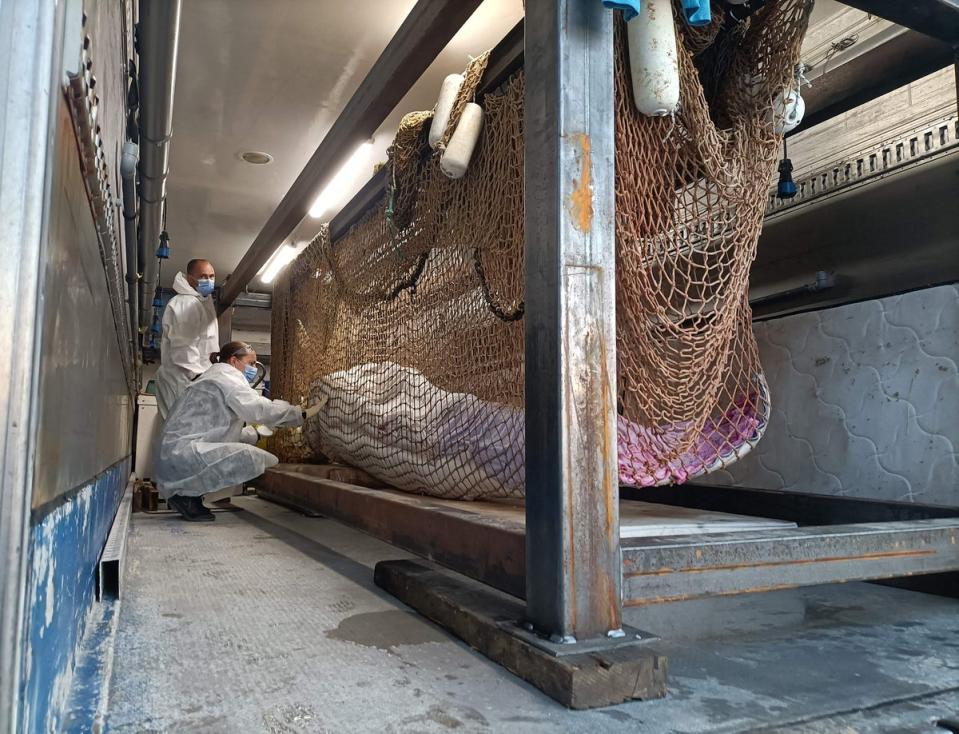 The whale after being transferred to the truck (AFP via Getty Images)