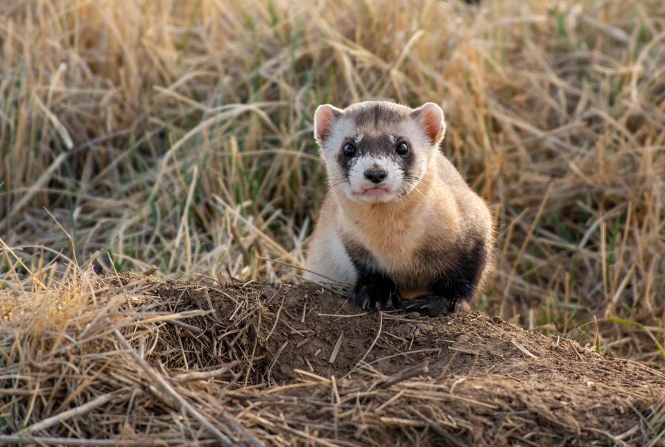 Close-up of a brown and white ferret on dirt