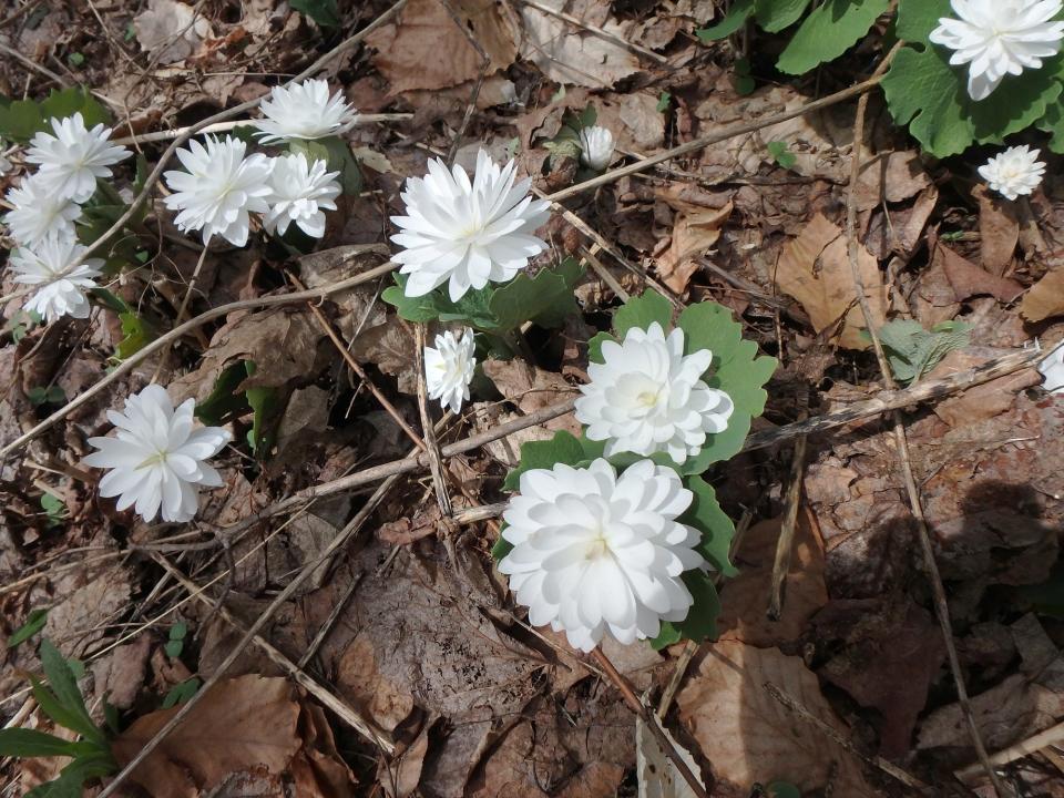 Double bloodroot is rare, not usually found in the wild, but it is sold in specialty nurseries.