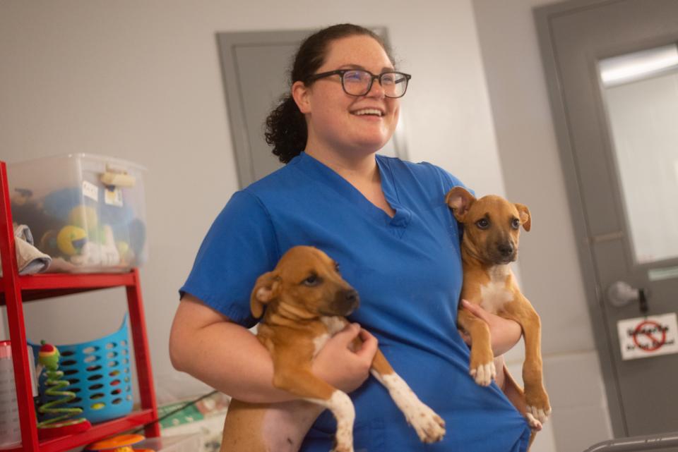 Marrissa Stark, Helping Hands Humane Society adoptions and customer care manager, holds puppies Sundae, left, and Cupcake on Wednesday as the shelter promotes its discounted adoption rates. Both are a mix of pit bull terrier and Labrador retriever.