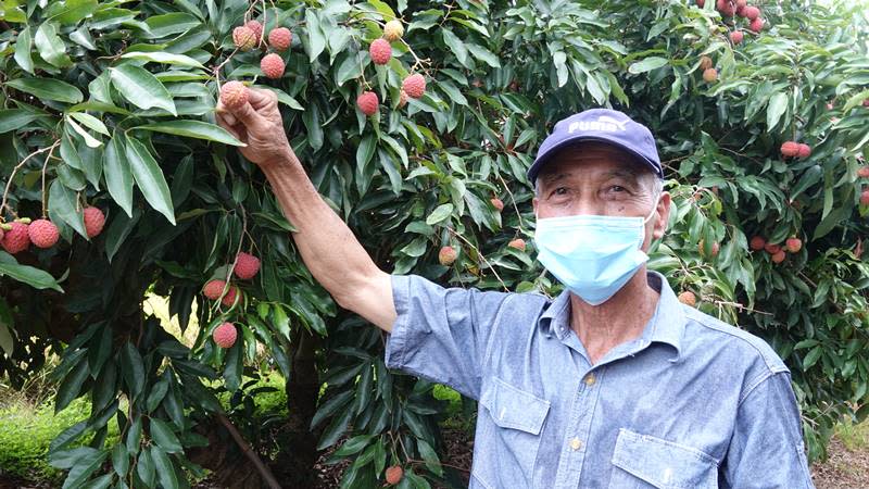 芬園鄉農會玫瑰紅荔枝推廣　拉鍊荔枝一剝就開不沾手