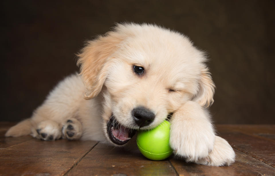 Keep your playful pup and adult dogs busy and mentally stimulated with the Starmark Bob-a-Lot interactive toy (Photo: Getty)