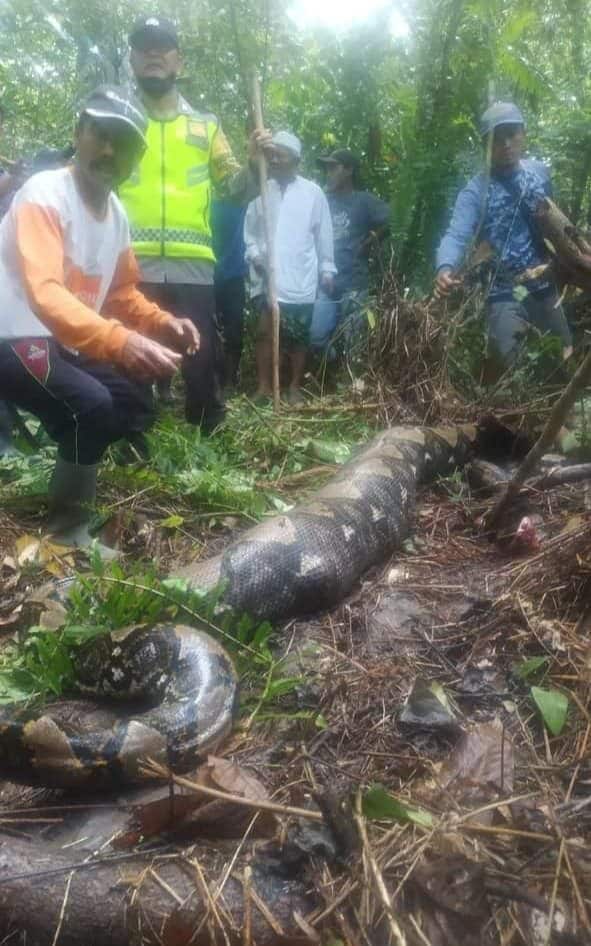 The 54-year-old woman was found dead inside the 22ft-long snake - Viral Press