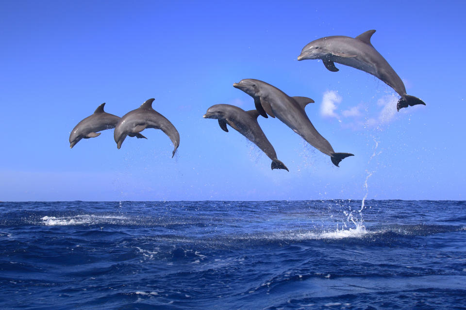 Los delfines son de los animales más inteligentes del planeta. Foto: Tier Und Naturfotografie J und C Sohns / Getty Images