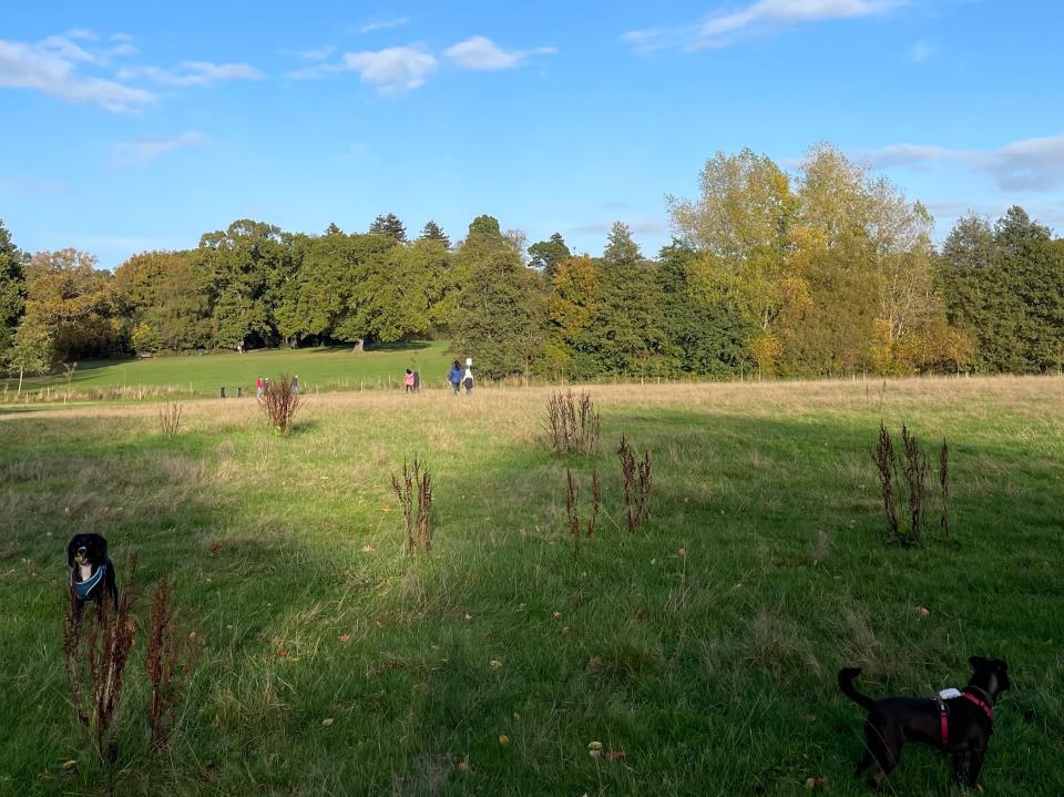 Grassy field with dogs running around.