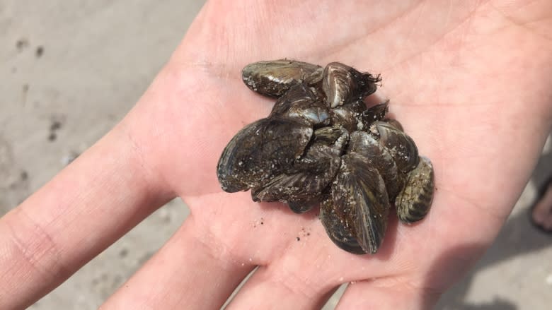 Kalamalka Lake and the case of the mysterious B.C. mussel