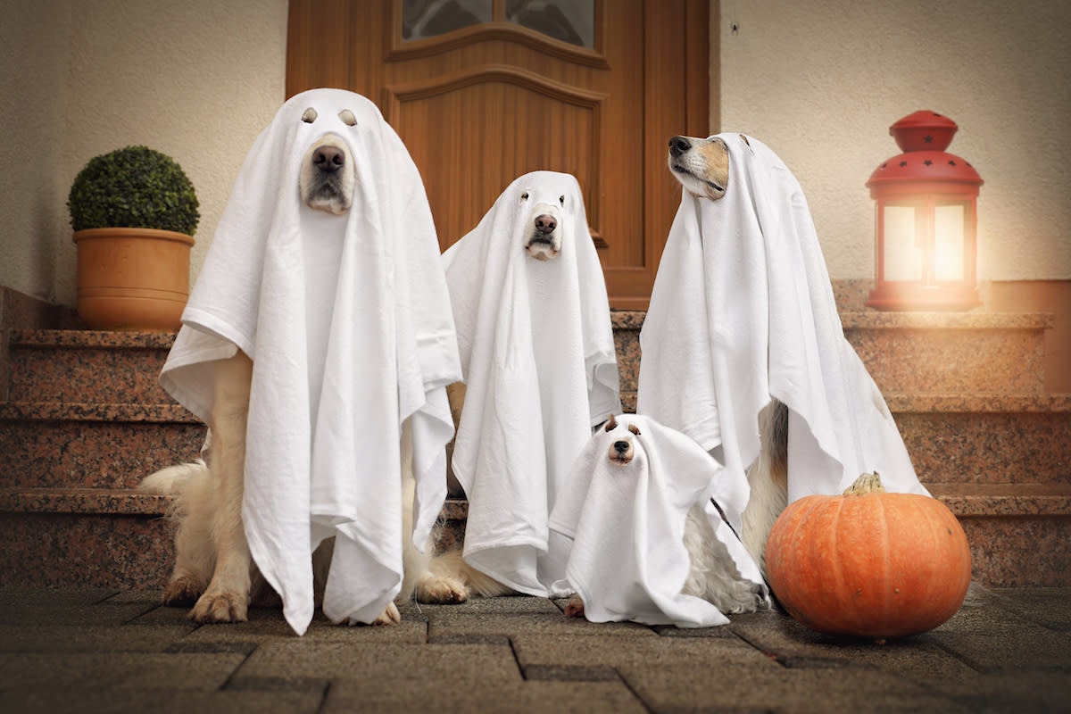 Make sure your dog's costume has no easy to remove parts.<p>Stickler/Shutterstock</p>