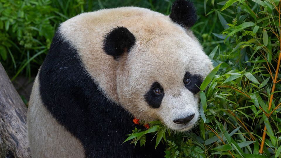 Yun Chuan is a nearly five-year-old male who can be identified by his "long, slightly pointed nose," the zoo said. - San Diego Zoo Wildlife Alliance