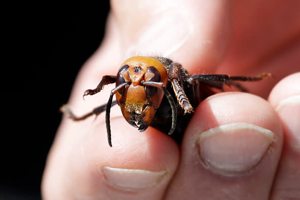 Washington State Department of Agriculture entomologist Chris Looney displays a dead Asian giant hornet, a sample sent from Japan and brought in for research.