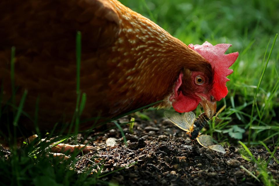 Annie, a domesticated Rhode Island red chicken, eats a newly molted periodical cicada in the front yard of her owner's home in 2021.