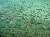Fish in the Plitvice Lakes