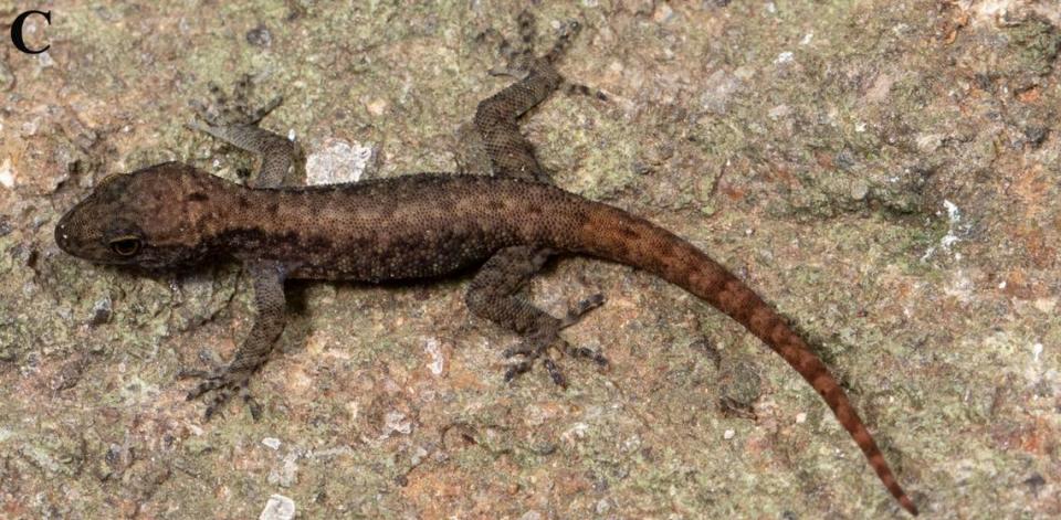 A juvenile Cnemaspis persephone, or Anaimalai ground-dwelling dwarf gecko.