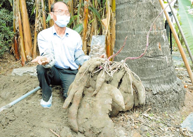 林萬枝從手上石頭大小的山藥塊莖，經過2年種植，長到73斤重，將作為玄天上帝祝壽禮。（林和生攝）