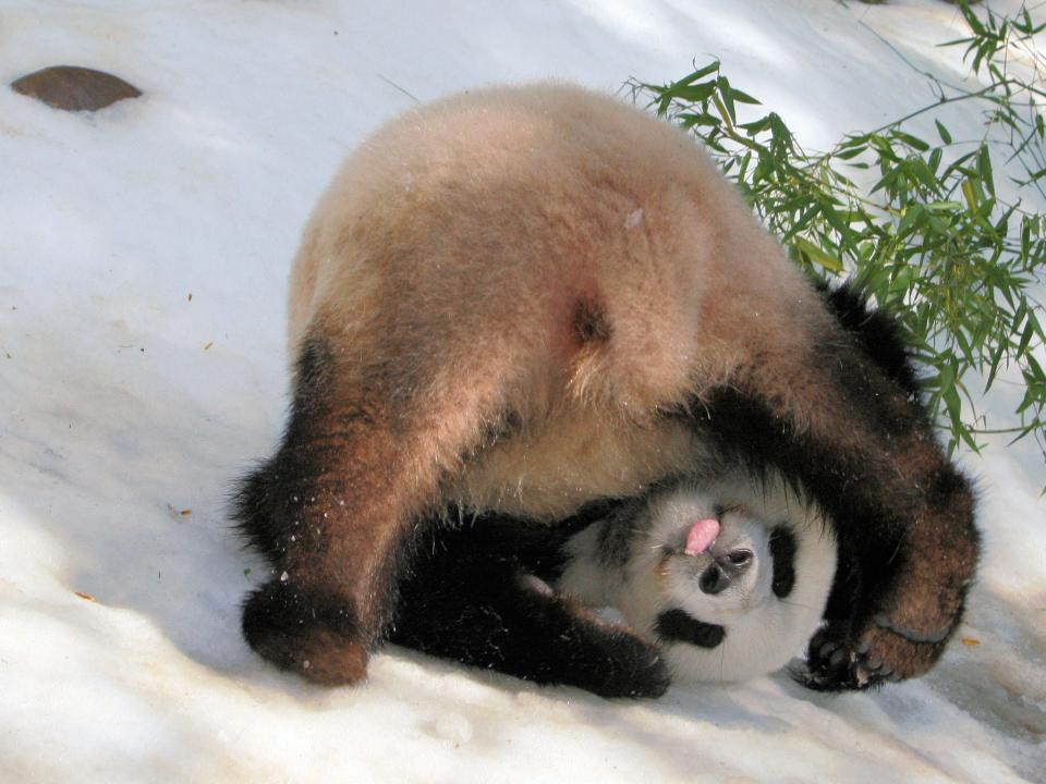 panda bear funny