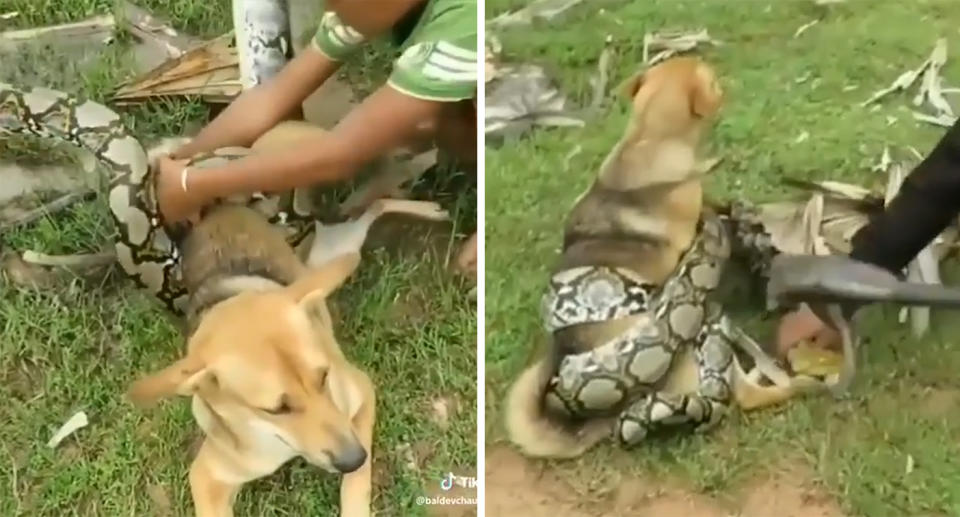 Boys in China boys fight off huge boa constrictor snake to save their dog.