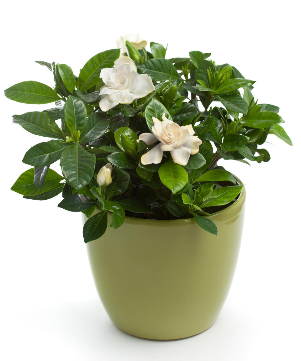 8. Cape jasmine (Gardenia jasminoides)