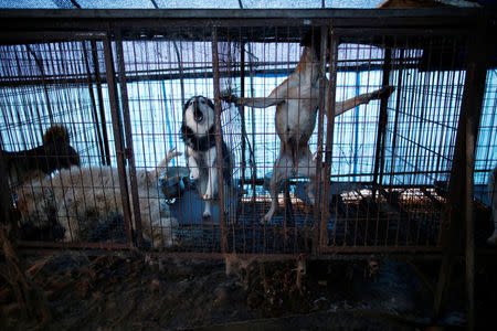 Dogs are pictured in cages at a dog meat farm in Wonju, South Korea, January 10, 2017. REUTERS/Kim Hong-Ji