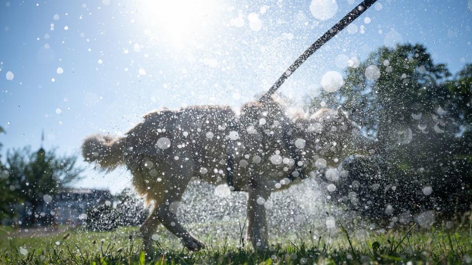 Ein Husky schüttelt sich nach einem Bad in einem Park in Hanau.