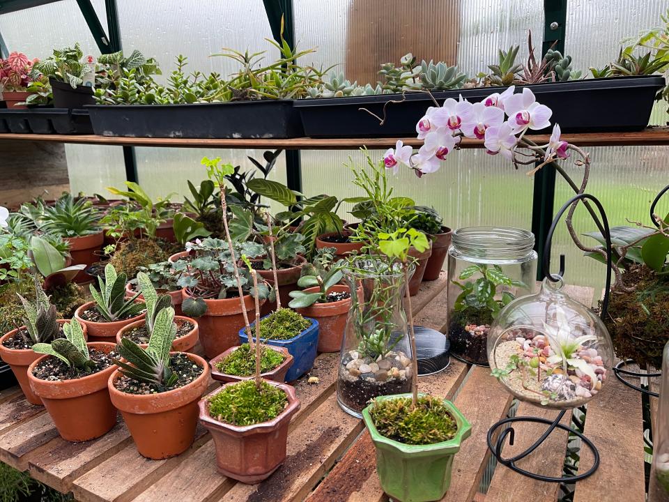 Plant Curators’ Fountain City greenhouse is overflowing with terrariums, Kokedoma moss balls and other plants that will be available to order for Mother’s Day. April 12, 2022.