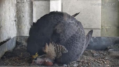 Photo de l\'unique éclosion survenue à la cathédrale  Crédit : Institut royal des Sciences naturelles de Belgique