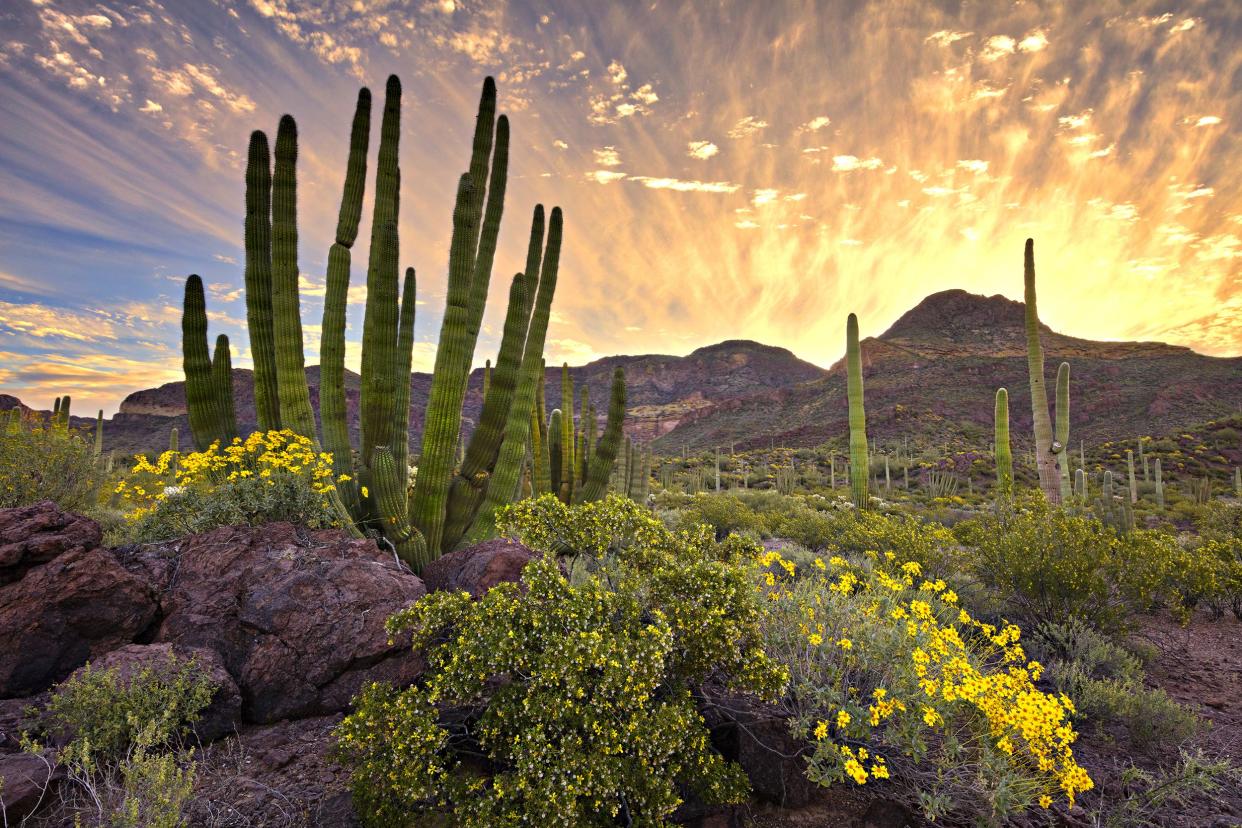 Organ Pipe Cactus National Monument, Arizona