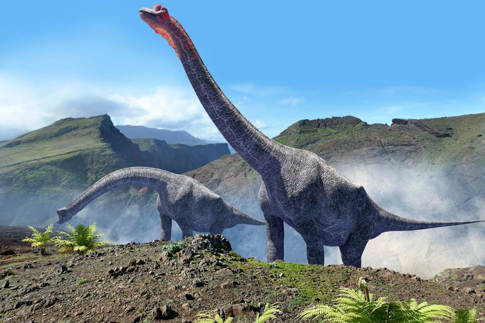 Artwork of a male and female brachiosaurus.