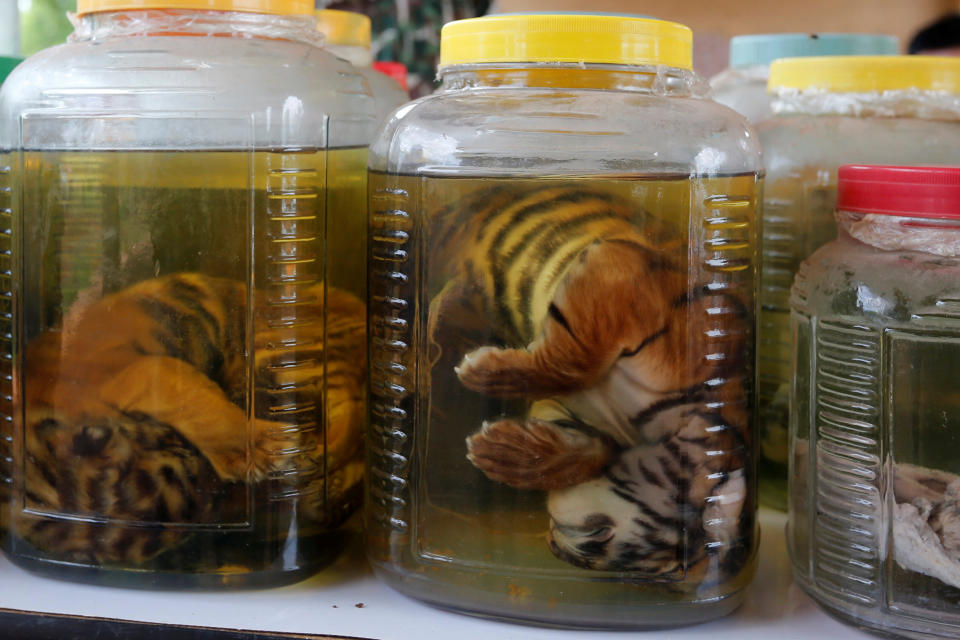 Tiger cub carcasses are seen in jars containing liquid as officials continue moving live tigers from the controversial Tiger Temple, in Kanchanaburi Province, in June 2016. (Photo: Chaiwat Subprasom / Reuters)