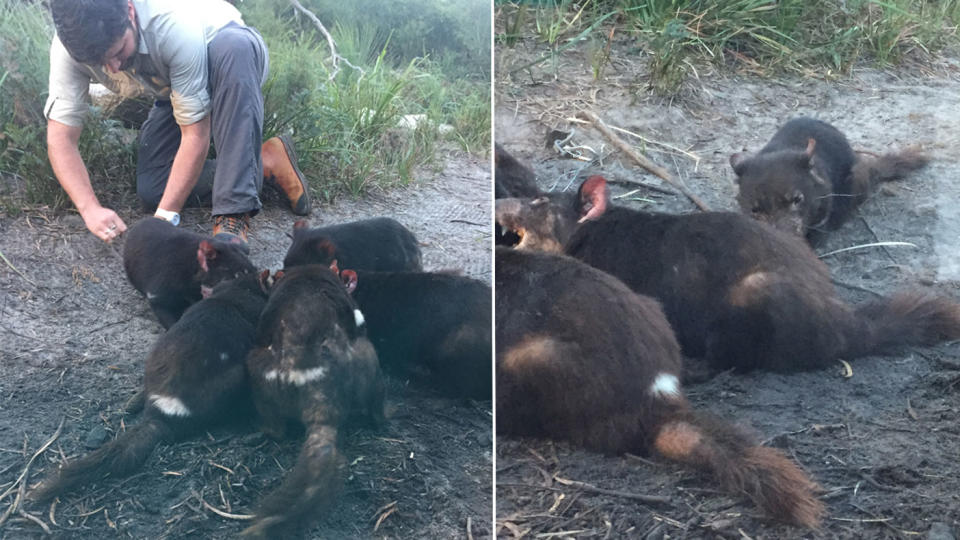 Every second night, Saffire guests can watch Tasmanian devils feed. Photo: Lucy-Mae Beers