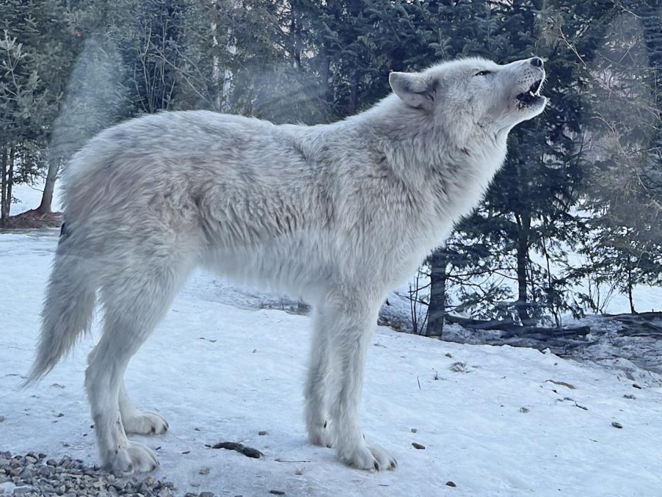A white wold howling in front of pine trees. The wolf stands on snow-covered ground