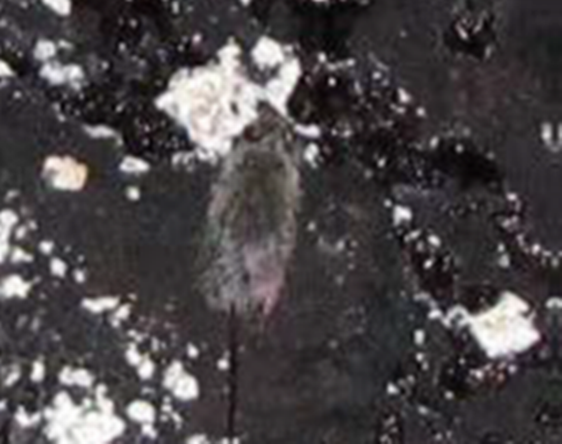 Food and Drug Administration inspectors took this photo of a rat on a layer of crust and mold in a tank of grape juice concentrate of Valley Processing in Sunnyside, according to a court document.