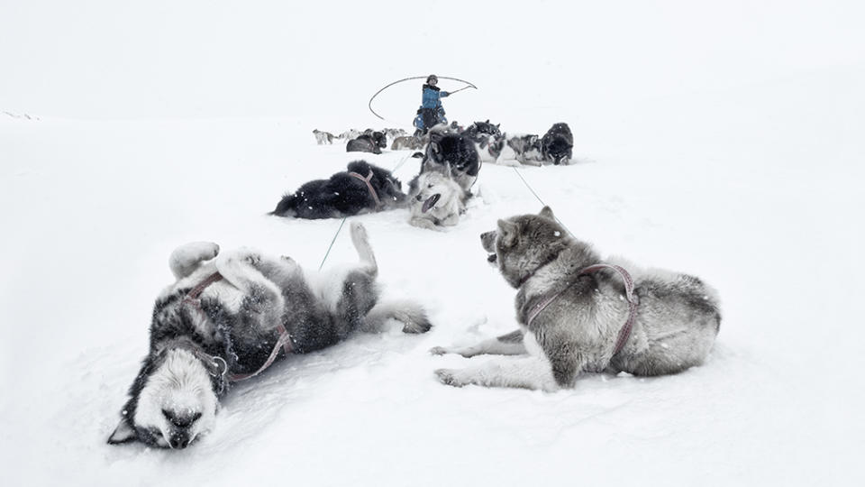 Sled dogs resting 