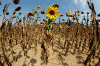 <p>A sunflower blooms in between dried-out ones during hot summer weather on a field near the village of Benken, Switzerland, Aug. 6, 2018. (Photo: Arnd Wiegmann/Reuters) </p>