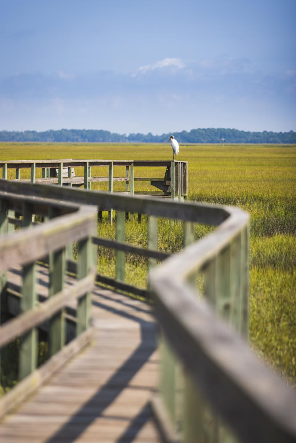 Amelia Island offers long, beautiful boardwalks, abundant wildlife, and pristine waters.