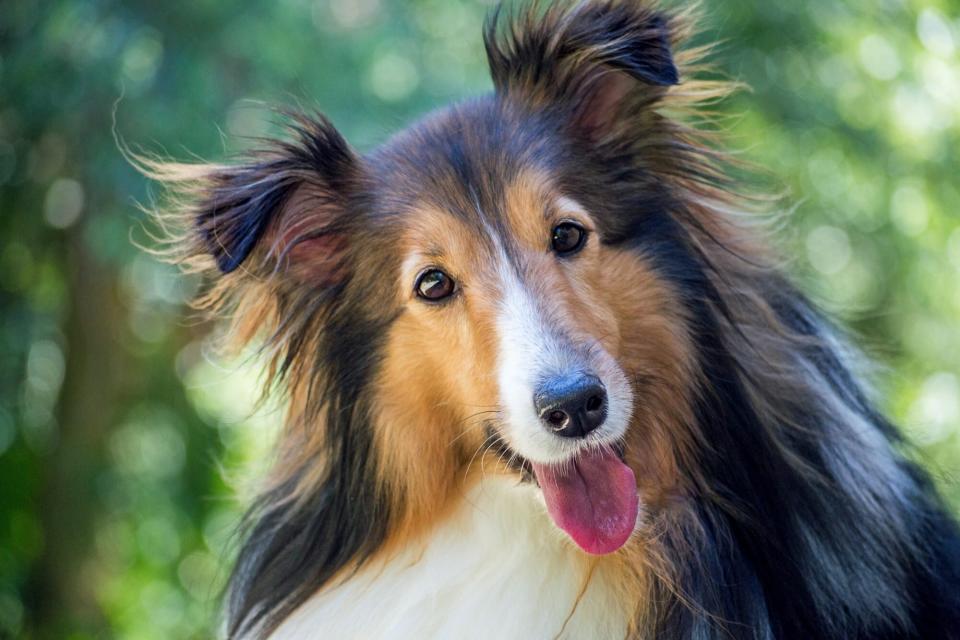 happy collie dog