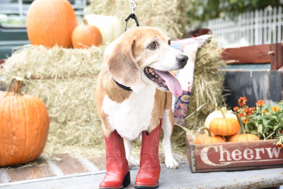 Silver is a country fellow at heart.  He is a 7-year-young, 45-pound beagle mix who enjoys going for walks.    Silver is good with people of all ages and previously got along great with the bunny at home. He can however be selective about his dog friends.    Here is <a href="https://www.petfinder.com/petdetail/33411792" target="_blank">Silver's adoption listing</a>. If you would like to have this country boy be part of your family call the Humane Society of Broward County at 954-989-3977 ext. 6 and to see who else is looking for a home visit www.humanebroward.com   Find out more from the <a href="https://www.facebook.com/browardhumane/?fref=ts">Humane Society of Broward County</a>.