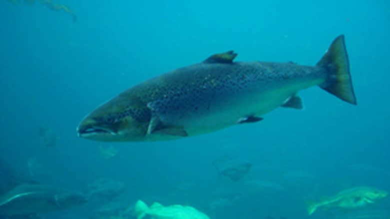 Miramichi Atlantic Salmon