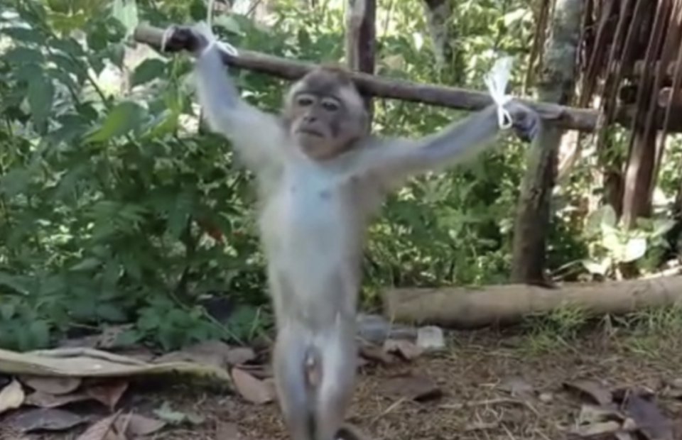 Baby macaques are subjected to cruel taunts for made-to-order videos (Action for Primates)