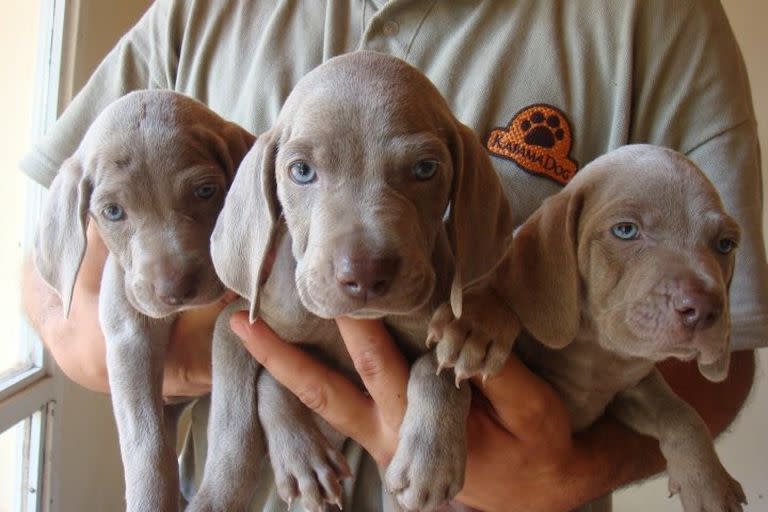 Tres cachorros preparados para pasar su primera estadía en la guardería canina