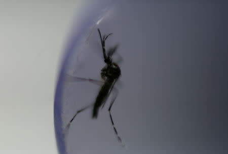 FILE PHOTO: An aedes aegypti mosquito with the dengue-blocking Wolbachia bacteria is seen inside a laboratory tube before being released in Rio de Janeiro, Brazil August 29, 2017. REUTERS/Pilar Olivares/File Photo