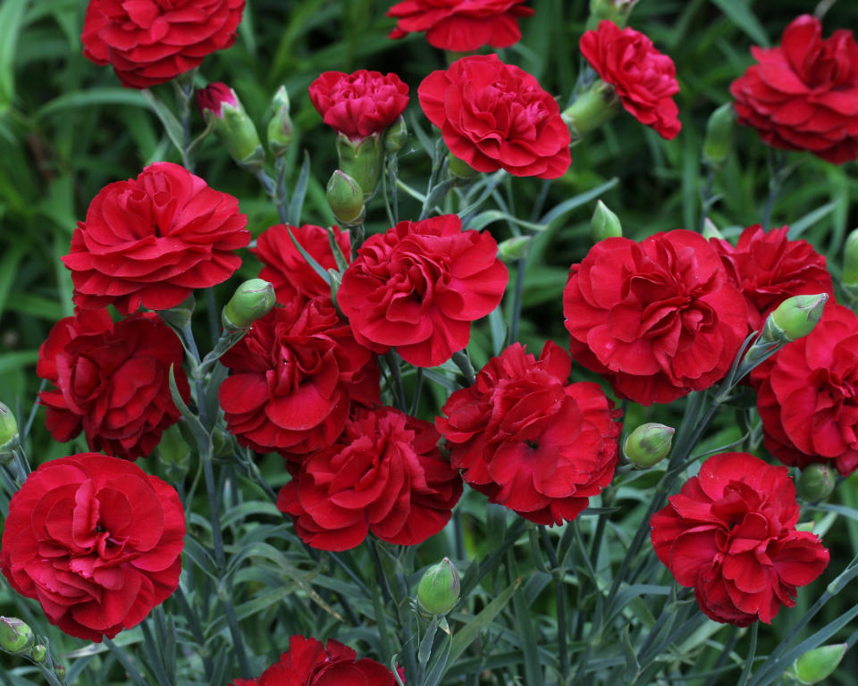 3. DIANTHUS ‘PASSION’