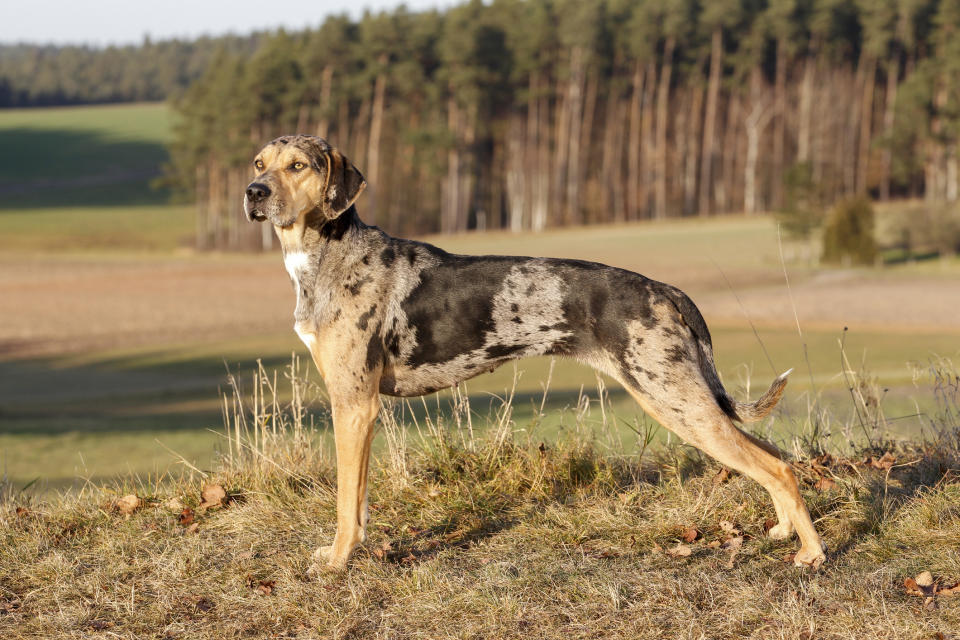 Catahoula Leopard Dog