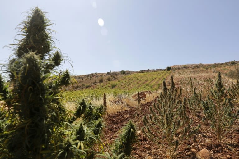 A cannabis field near a vineyard on the outskirts of Deir al-Ahmar in the Beakaa Valley, one of the poorest regions in Lebanon