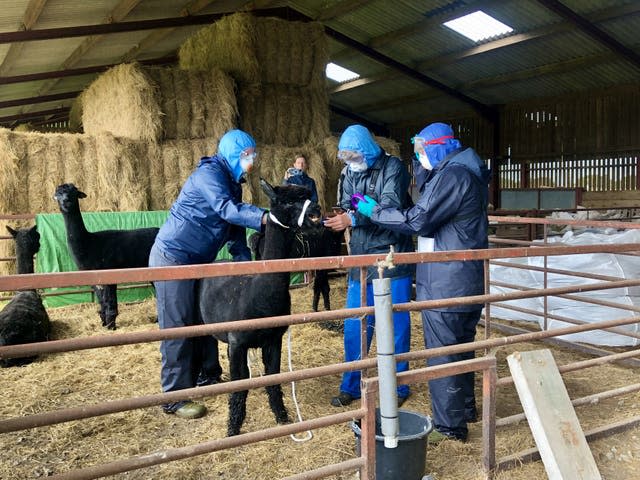 Three people, who arrived with a police escort, surround Geronimo the Alpaca (Claire Hayhurst/PA)